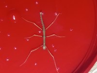 YAVRU SOPA BÖCEKLERİ (Medauroidea Extradentata)
