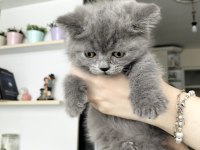 British shorthair yavruları