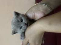 British Shorthair Yavrular