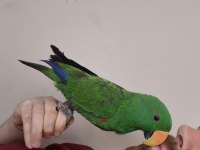 Evcilikte sınır yok eclectus papağanımız