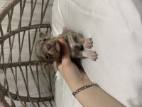 Kalite şivava bebek köpekler