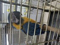 Ful evcil macaw konuşuyor sevdiriyor eğitimli
