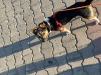 Ücretsiz kalıcı yuva arayan şivava Jack-Chi
