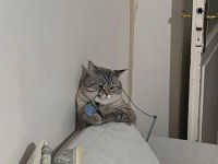 Acil British Shorthair