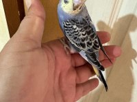 33 günlük KONUŞTURMALIK BEBEK MUHABBET KUŞLAR