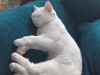 9 Aylık british shorthair Kızım Mia ya Yuva Arıyoruz