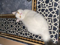 Dişi kedime eş aramaktayım