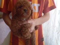 BİRBİRİNDEN GÜZEL EV ÜRETİMİ POODLE BEBEKLERİMİZ