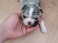French bulldog yavrularımız