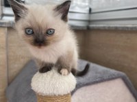 Mavi gözlü british shorthair yavrularımız