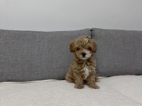 Ev doğumlu poodle yavrum