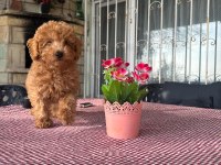 A kalite toy poodle yavrularımız