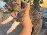 Baba cane corso anne presa canario yavrular 9 adet