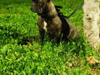 Dişi 2 yaşında french bulldog