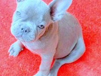 mükemmel anatomi blue quad erkek french bulldog yavru