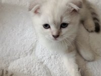 2 aylık british shorthair