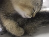 Scottish fold acil