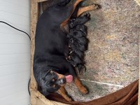 Üst kalite rottweiler