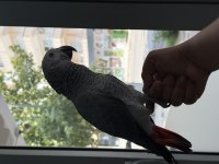 7 AYLIK JUMBO BOY JAKO PAPAĞANI