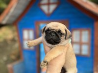Pug bebeklerimiz