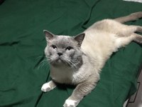 British shorthair kedisi