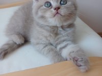 British Shorthair 2 Aylık Dişi