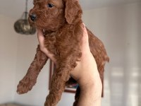 Red Brown Toy Poodle Yavrular