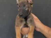 Kaliteli Belçika Malinois Yavrular