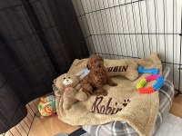 Orijinal kore toy poodle babaya sahip erkek toy poodle bebek