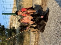 Safkan siyah alman çoban köpeği
