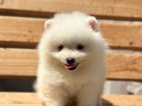 Show kalite pomeranian boo yavrularımız