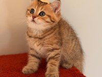 Golden British Shorthair Bebekler