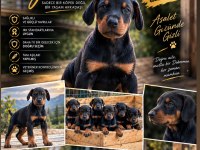 DOBERMAN YAVRULARI