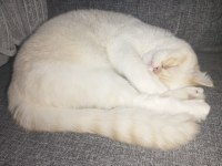 Exotic Shorthair Beyaz Kedimiz