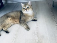 Yakışıklı british shorthair oğlumu ücretli sahiplendireceğim