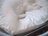 BEYAZ ALALI ÇOK GÜZEL 3 AYLIK KEDİMİZ