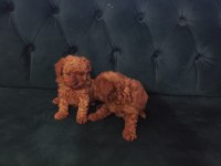 Lekesiz Kore Poodle Bebekler