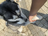 Sibirya kurdu husky orjinal dişi