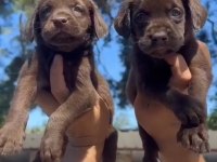 ÇİKOLATA RENGİ LABRADOR YAVRULARIM