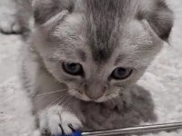 Scottish fold top kafa sıfır kulak