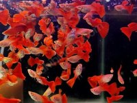 Ev üretimi Damızlık Full Red Lepistes