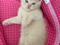 British shorthair erkek kedime yuva arıyorum