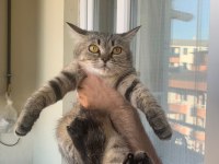Scottish Shorthair 7 Aylık yavrumuz ömürlük yuva arıyor