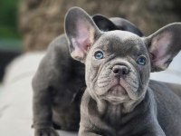 Blue French Bulldog Yavruları Çiftlikten 