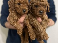 Toy poodle yavruları