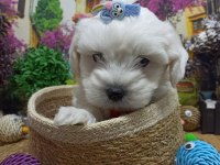 Muazzam Güzellikte A KALİTE Maltese Terrier Yavrularımız
