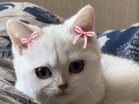 3 AYLIK YAVRU SCOTTİSH KEDİMİZ