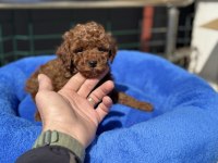 Ankaranın en seçkin redbrown kore toy poodle ları