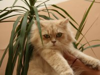 Şecereli british longhair kızımız yeni yuvasını bekliyor