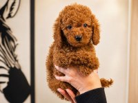 Sağlıklı Aşılı Safkan Red Toy Ve Micro Poodle Yavru